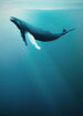 komar_vlies_carta da parati_IAX4_0045_Artsy_Humpback_Whale | Yourdecoration.it