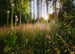 komar_vlies_carta da parati_x7_1005_summer_glade | Yourdecoration.it