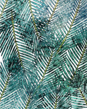 P025 Vd2 Komar Palm Canopy Carta Da Parati In Tessuto Non Tessuto 200X250cm 2 Strisce | Yourdecoration.it