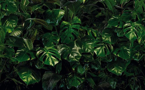 P333 Vd4 Komar Tropical Wall Carta Da Parati In Tessuto Non Tessuto 400X250cm 4 Strisce | Yourdecoration.it