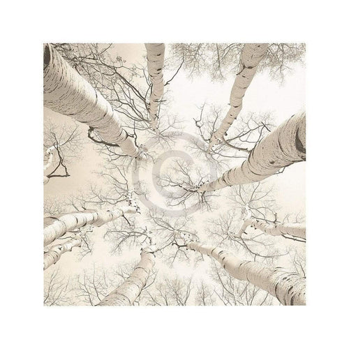 pgm bck 76 adam brock silver birch stampa artistica 51x51cm | Yourdecoration.it