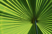 pgm ok 20 ortwin klipp leaf 1 stampa artistica 70x50cm | Yourdecoration.it