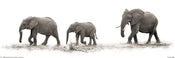 Pyramid Mario Moreno The Elephants Poster 91,5x30,5cm | Yourdecoration.it