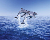 Pyramid Dolphin Trio Poster 50x40cm | Yourdecoration.it