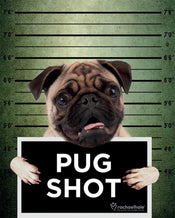 Pyramid Rachael Hale Pug Shot Banjo Poster 40x50cm | Yourdecoration.it