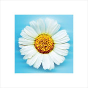 pyramid ppr45091 big daisy stampa artistica 40x40cm | Yourdecoration.it