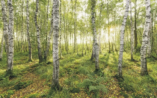 Sh043 Vd4 Komar Birch Trees Carta Da Parati In Tessuto Non Tessuto 400X250cm 4 Strisce | Yourdecoration.it