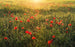 Shx9 071 Komar Poppy World Carta Da Parati In Tessuto Non Tessuto 450X280cm 9 Strisce_Df906261 Afcf 4997 Bfd8 Dc76587Cc516 | Yourdecoration.it