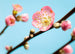 V7 753 Komar Peach Blossom Carta Da Parati In Tessuto Non Tessuto 350X250cm 7 Strisce_Ec19943F A699 4F76 8156 00113Caaec2D | Yourdecoration.it