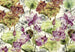 Xxl4 070 Komar Lotus Carta Da Parati In Tessuto Non Tessuto 368X248cm 4 | Yourdecoration.it